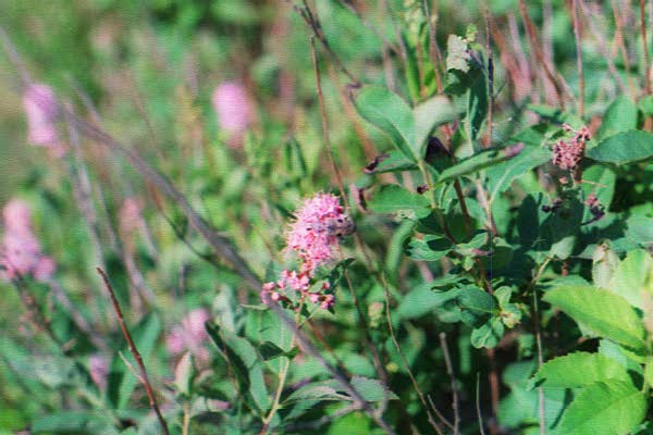 Some purple flowers - 2