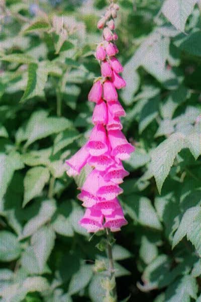 Red digitalis